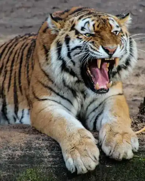 Srisailam jungle safari
